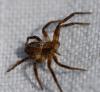 Philodromus sp.